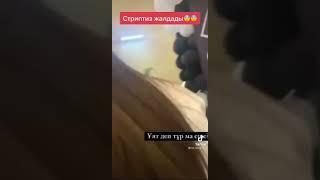 Ерасыл-Диана! Калаулым! Котин кыс!!! 