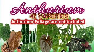 42 Anthurium Varieties with Names 2023