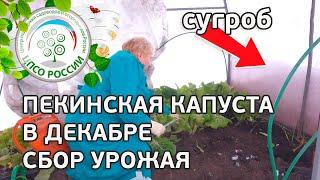  Выращивание пекинской капусты в теплице осенью. Собираем урожай пекинской капусты.