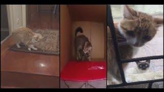 Cat Shenanigans --- CAT COMPILATION