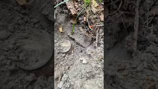 КЛАДИК в лесу #поискмонет #metaldetecting #клад #находки #металлоискатель  #коп #coin #монеты