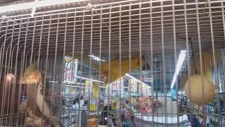 Red-crowned parakeet runs around upside down