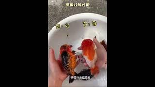 中國風金魚金魚分公母～不求人系列