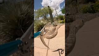 Rehoming a rattlesnake in my driveway #snake #rattlesnake #reptile