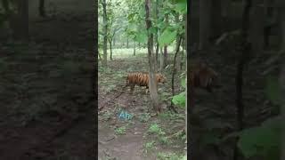  original #shorts #video #shoaibkvlogs..
