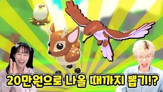 얼마나 돈을 써야 전설이 나올까!? 입양하세요 업데이트