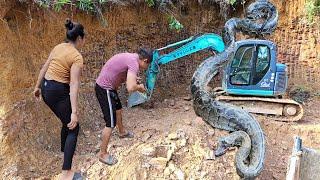 Horrified, the giant python crawls onto the excavator of the driver and the girl.