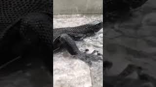 Animal World - Black Komodo Dragon #shorts #animallover #animalshorts #animals