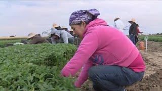 Migrant families travel for work to try to make ends meet