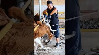 Preventing Injuries Dehorning Cattle With Electric Clippers