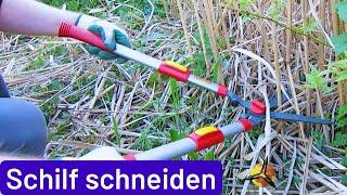 Schilfgras: Schilf selber schneiden & Bastelideen