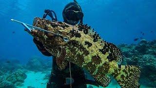 BIG GROUPER! || + PELAGICS LANDED! || SPEARFISHING PHILIPPINES!