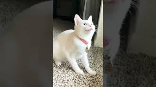 funny cat, cute little cat video #shorts Erum khan official