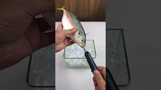 Dispositivo inteligente que atrae peces grandes