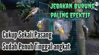 Jadi Ketagihan mikat burung kalau pakai kandang jebakan ini..auto dapat banyak