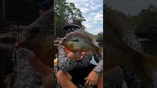 Redbreast fishing with Satilla Spins is fun! #shimano #satillaspin #sfo #bfsfishing #bfs #river #fun