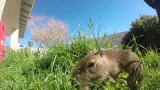 JoeJoe the Capybara Eating Tall Grass on a Sunny Day!