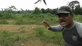 jebakan burung perkutut dari kayu menggunakan simpul tali salam
