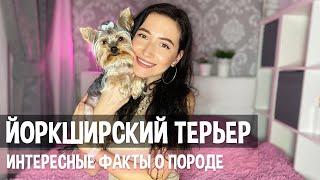 Йоркширский терьер | Все о породе | Интересные факты | Стоит ли покупать