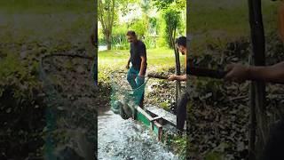 AZERBAIJAN Fish Farm | Cooking Crispy FİSH with Garlic on Sadj | Rural Life #food #village #peasant
