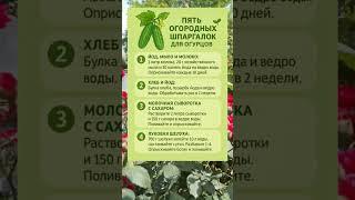 ПЯТЬ ОГОРОДНЫХ ШПАРГАЛОК ДЛЯ ОГУРЦОВ! 