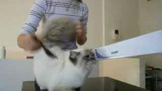 A Sacred Birman cat after bath