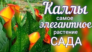 Садовые КАЛЛЫ . Посадка , уход , выращивание .