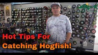 Hot Tips For Catching Hogfish - FittedToFish