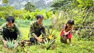 The man and his child improved the land by planting pineapple trees, hoping their lives would change