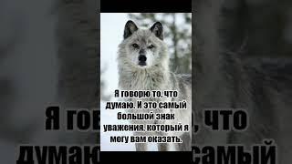 Нпиши что думаешь #юмор #волк #top