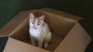 Generic Cat Video