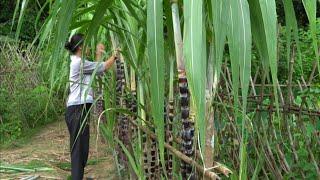 Build a new bamboo chicken coop for the chickens. Taking care of sugarcane and vegetable gardens