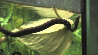 Denver Zoo welcomes four tentacled snakes