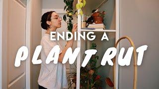 HOUSEPLANT REHAB | bringing plants back to life after weeks of neglect 