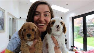 5 Week Old Cavapoo Puppies