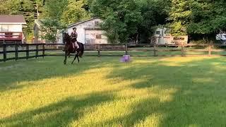 Aria: Heart of Phoenix Equine Rescue, based in West Virginia: Saving the Horses of Appalachia