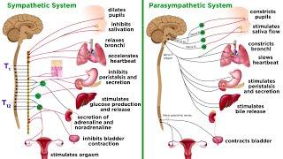 The Autonomic Nervous System: Sympathetic and Parasympathetic Divisions