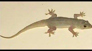 Common house gecko | Chipkali or moon lizard | wall gecko | Asian house gecko