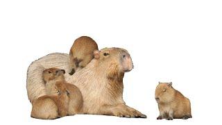 capybara moments 2