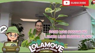 PANO MAG PARAMI NG LEMON LIME RUBBER PLANT