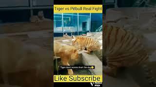 Tiger vs pit bull#short and dog help#pitbull#short#short#video#viral#shorts