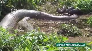 Sucuri gigante