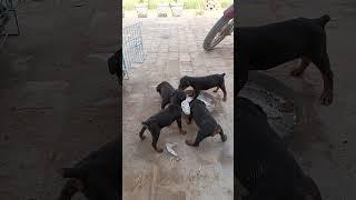choudhary agro goats farm#germanshepherd #dogowner #dog #lovers#masti