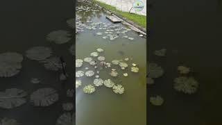 Exotic koi fish pond | Tamilnadu biggest koi fish pond | Coimbatore | fish pond | lotus pond