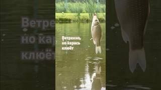 Поклёвка карася в ветренную погоду #карась #хобби #ветер #поплавок #шортс #рыбалка #прудподключ