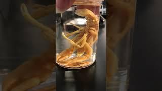 Animal Jar Lab: Arthropods (crustaceans)