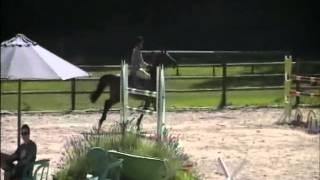 Forest Gump  `Sporthorses from Holland` SOLD peter bulthuis