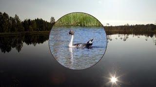 Поиск таёжного гуменника (A. fabalis middendorffi) The search for the Taiga Goose #wildlife #birds