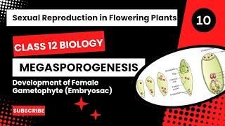 Megasporogenesis | Development of Female Gametophyte | Sexual Reproduction in flowering plants 12