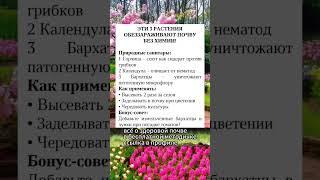 Эти растения обеззараживают почву